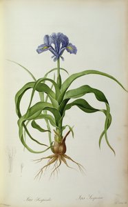 Iris Scorpioides, from 